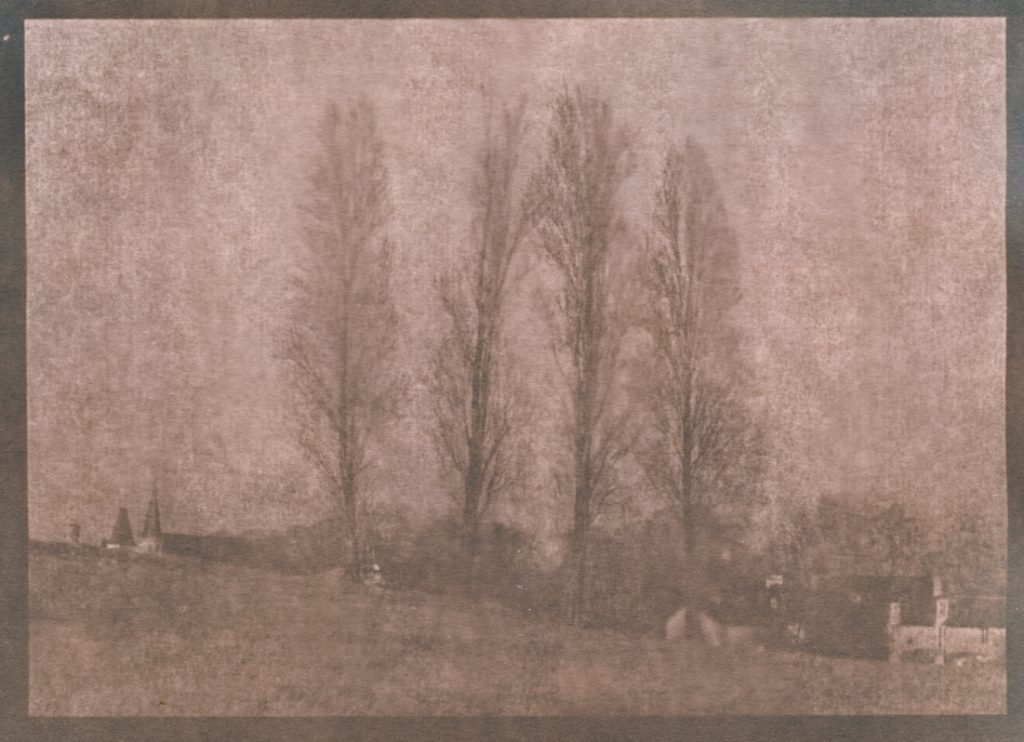 4 peupliers à la sortie de Ligugé, Vienne, Cyanotype sur papier, virage au thé, 2019