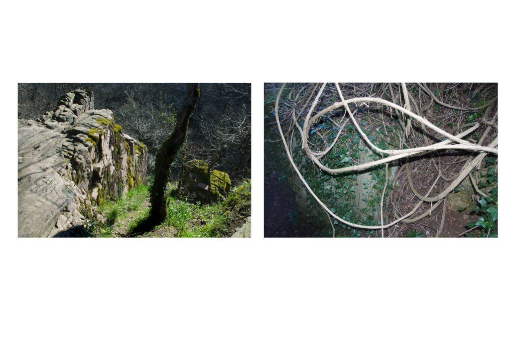 Landscape Branches 1024x682