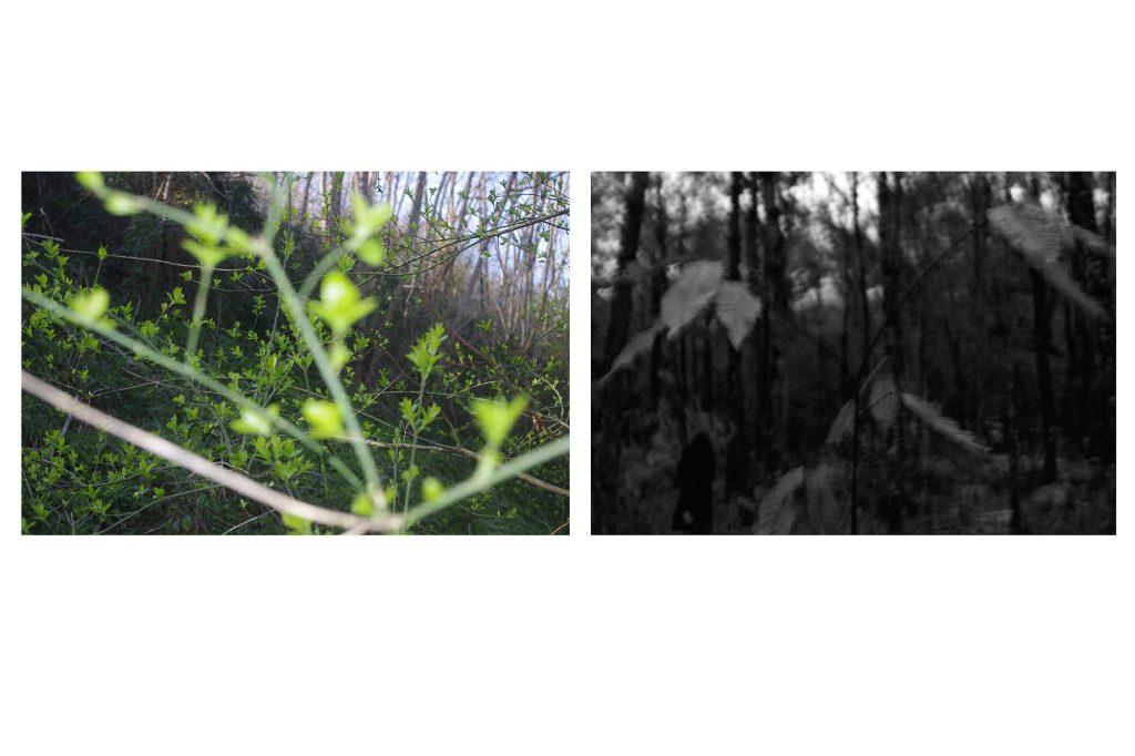 Landscape Leaves 1024x682