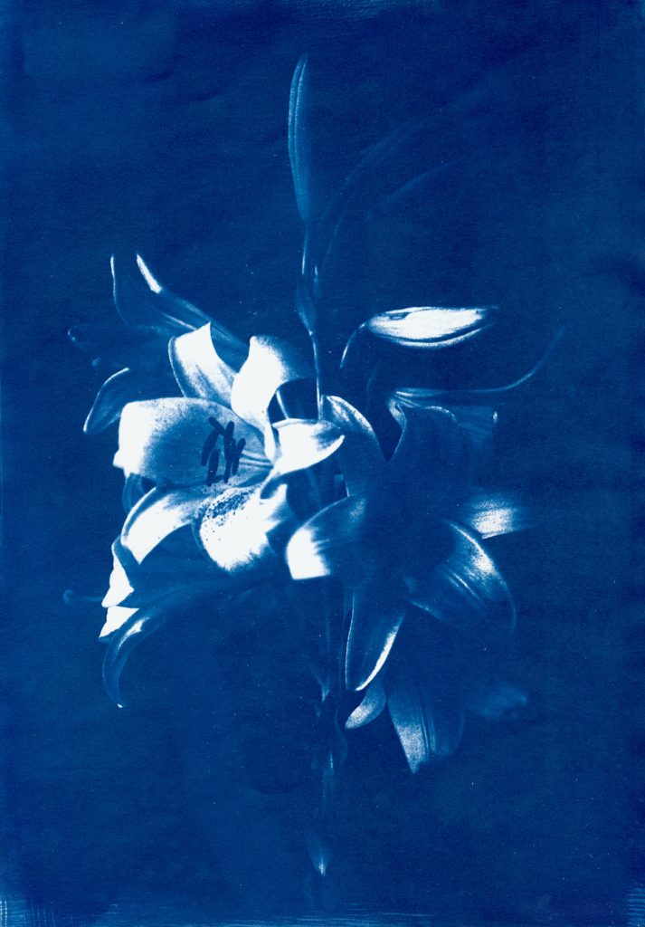 Lys impérial, Cyanotype sur papier, 2018