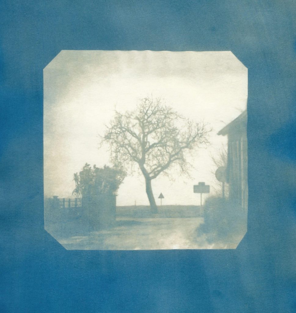 Arbre à Ensoulesse, Vienne, Cyanotype sur papier, virage au permanganate, 2019