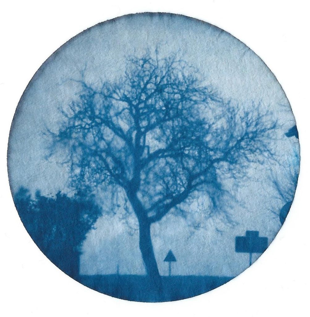 Arbre à Ensoulesse, Vienne, Cyanotype sur filtre à café, 2020