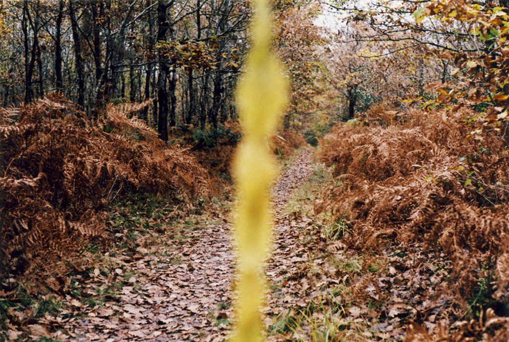 foret de moulière verticale 1 nov 2008 small