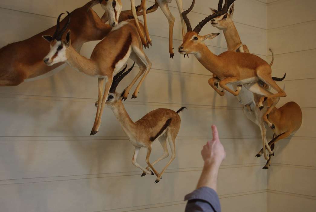 L'escalier des biches au musée d'histoire naturelle de la Rochelle en 2013