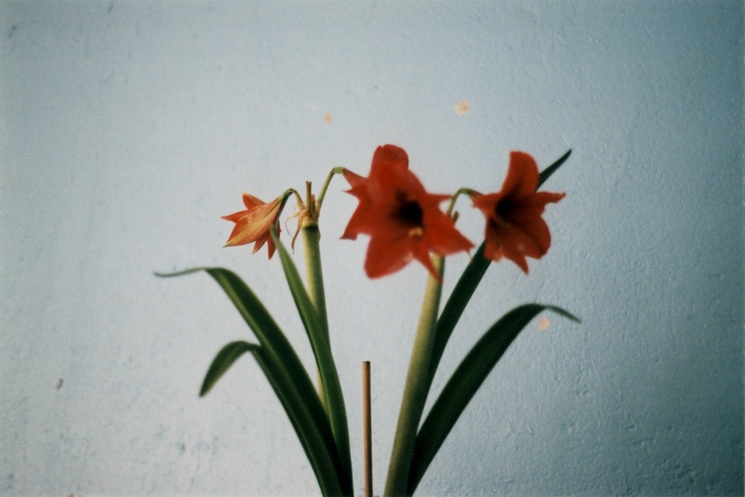 Fleurs rouges en pot sur un fond bleu pâle