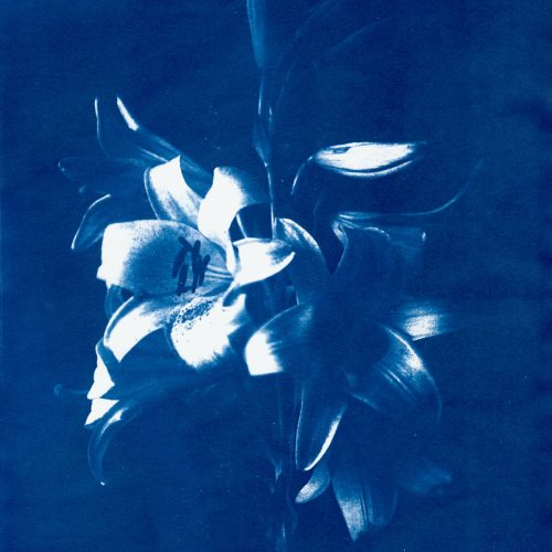 Lys impérial, Cyanotype sur papier, 2018