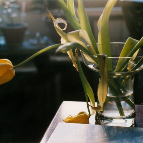 poitiers tulipes 2009